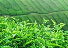 تولید برگ سبز چای به ۱۴۵ هزارتن می رسد