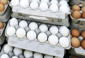 بیش از ۱۳ هزار تن تخم مرغ به کشورهای همسایه صادر شد