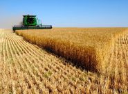 برداشت ۱۲۰ تن گندم از گندم‌زار‌های استان تهران