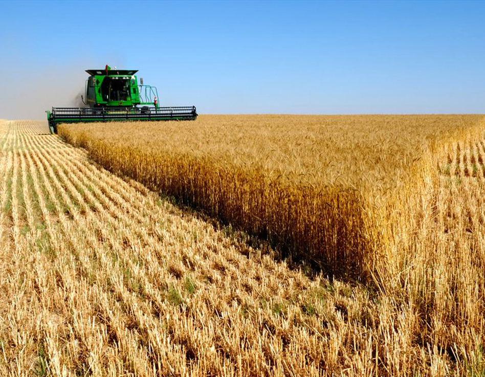 برداشت ۱۲۰ تن گندم از گندم‌زار‌های استان تهران