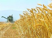 هشدار جایگزینی گندم تولیدی در واحد‌های خوراک دام و طیور