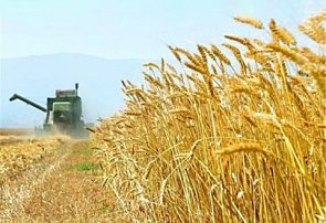 هشدار جایگزینی گندم تولیدی در واحد‌های خوراک دام و طیور