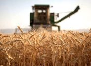 تولید گندم به بیش از ۱۴ میلیون تن می‌رسد