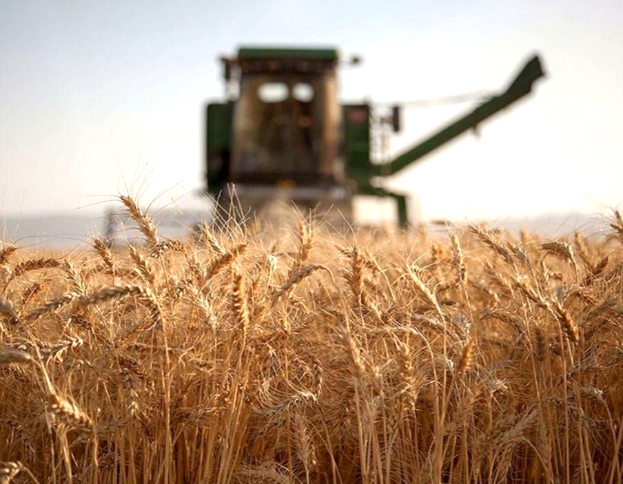 تولید گندم به بیش از ۱۴ میلیون تن می‌رسد