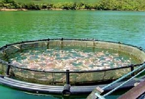 نانوحباب در صنعت شیلات چه مزیت‌هایی دارد؟
