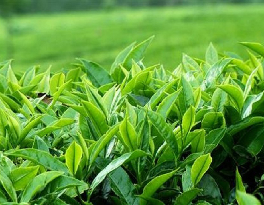 خرید برگ سبز چای به بیش از ۵۱ هزارتن رسید