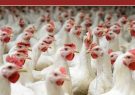 ایران در دولت سیزدهم از کشور واردکننده به کشور صادر کننده مرغ تبدیل شد