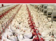 قیمت مرغ گوشتی در اردیبهشت ۳ درصد کاهش داشت