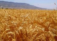 ۶.۳ میلیون تن گندم خرید تضمینی شده است