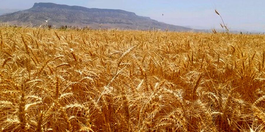 ۶.۳ میلیون تن گندم خرید تضمینی شده است