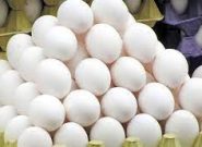 افزایش 127 درصدی صادرات تخم مرغ در دولت سیزدهم