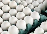 رشد 5 درصدی تولید ماهانه تخم مرغ