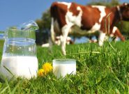تولید ۱۱.۷ میلیون تن شیر خام در سال