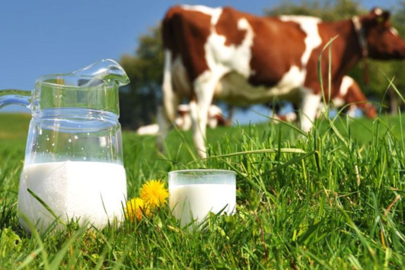 تولید ۱۱.۷ میلیون تن شیر خام در سال