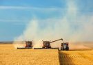 خرید تضمینی بیش از 5.5 میلیون تن گندم با عاملیت بانک کشاورزی